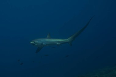 Thresher Shark swimming in the Sea of the Philippines clipart