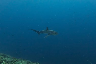 Yırtıcı Köpekbalığı Filipinler Denizi 'nde yüzüyor