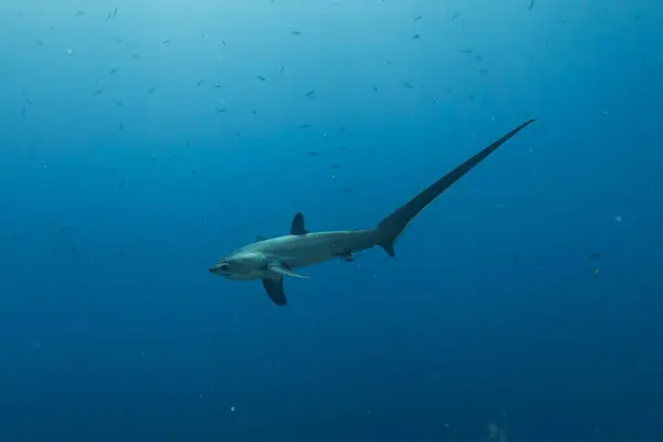 Thresher Shark Nageant Dans Mer Des Philippines Photo De Stock