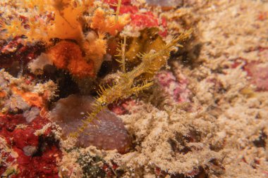 Filipinler Denizi 'nde balıklar yüzer.