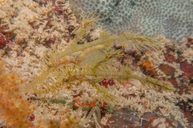 Filipinler Denizi 'ndeki mercan resifi ve su bitkileri