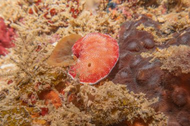 Filipinler Denizi 'nde deniz sümüklüböceği