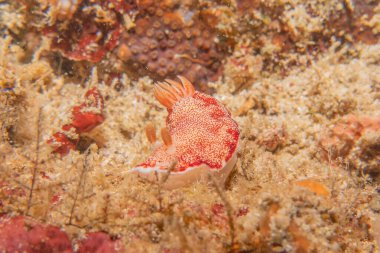 Filipinler Denizi 'nde deniz sümüklüböceği