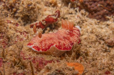 Filipinler Denizi 'nde deniz sümüklüböceği