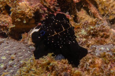 Sea slug at the Sea of the Philippines clipart