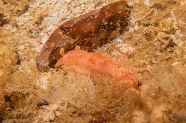 Filipinler Denizi 'nde deniz sümüklüböceği