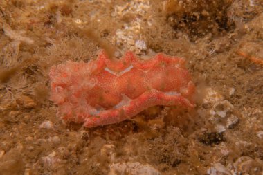 Filipinler Denizi 'nde deniz sümüklüböceği