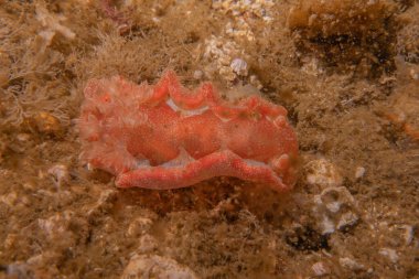 Filipinler Denizi 'nde deniz sümüklüböceği