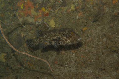 Filipinler Denizi 'nde balıklar yüzer.