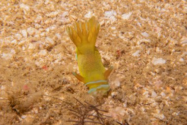 Filipinler Denizi 'nde deniz sümüklüböceği