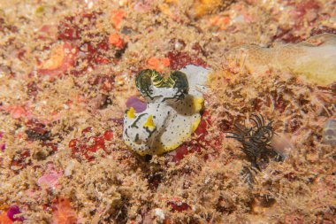 Filipinler Denizi 'nde deniz sümüklüböceği