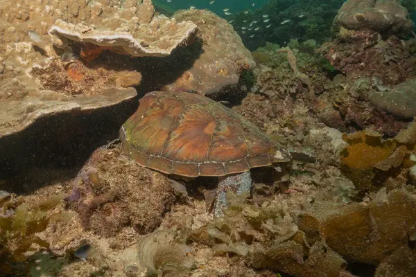 stock image Hawksbill sea turtle at the Sea of the Philippines