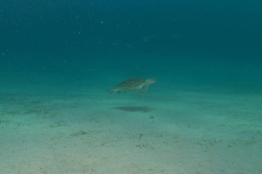 Filipinler Denizi 'nde Şahin gagalı deniz kaplumbağası