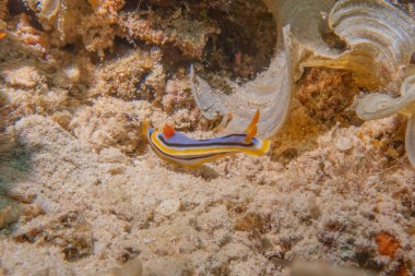 Filipinler Denizi 'nde deniz sümüklüböceği