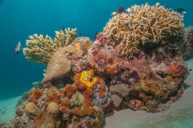 Filipinler Denizi 'ndeki mercan resifi ve su bitkileri