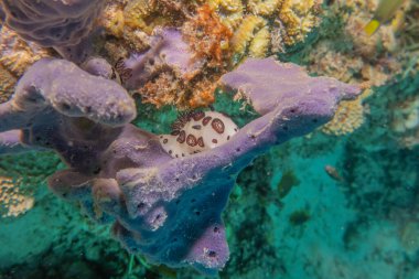 Sea slug at the Sea of the Philippines clipart