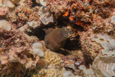 Moray eel Mooray lycodontis Filipinler Denizi 'nde dalgalanma