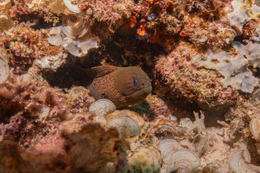 Moray eel Mooray lycodontis Filipinler Denizi 'nde dalgalanma