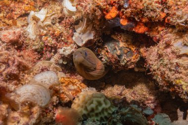 Moray eel Mooray lycodontis Filipinler Denizi 'nde dalgalanma