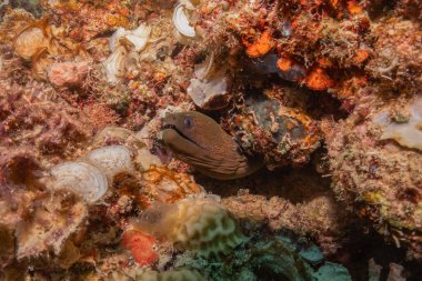 Moray eel Mooray lycodontis Filipinler Denizi 'nde dalgalanma