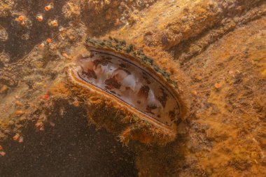 Filipinler Denizi 'ndeki deniz kirliliği metaller ve diğer çöpler