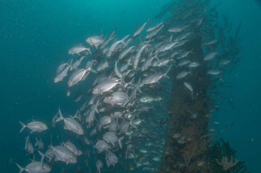 Filipinler Denizi 'nde balıklar yüzer.