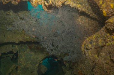 Filipinler Denizi 'ndeki mercan resifi ve su bitkileri