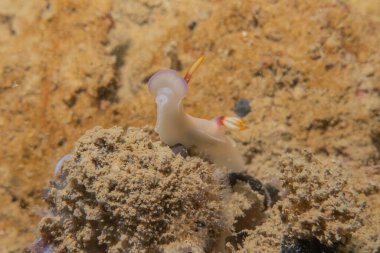 Filipinler Denizi 'nde deniz sümüklüböceği