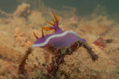 Filipinler Denizi 'nde deniz sümüklüböceği