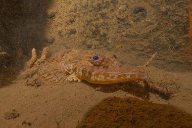 Filipinler Denizi 'nde balıklar yüzer.