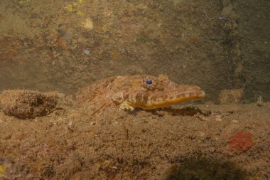 Filipinler Denizi 'nde balıklar yüzer.