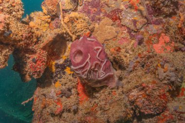 Filipinler Denizi 'ndeki mercan resifi ve su bitkileri