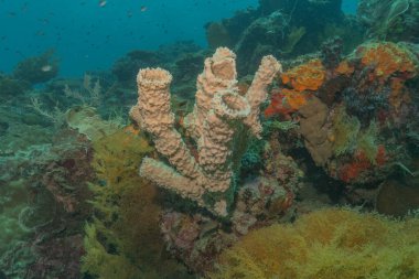 Filipinler Denizi 'ndeki mercan resifi ve su bitkileri
