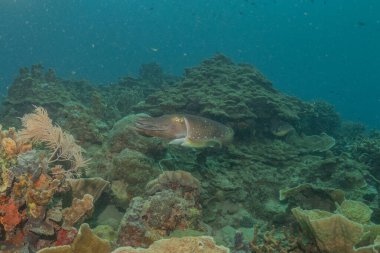 Broadclub mürekkep balığı Filipinler Denizi 'nde.