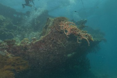 Kızıldeniz 'deki mercan resifi ve su bitkileri, Eilat Israel