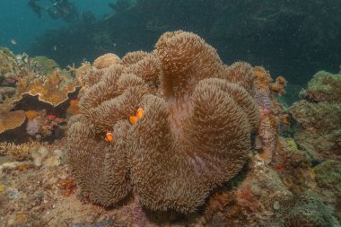 Filipinler Denizi 'ndeki mercan resifi ve su bitkileri