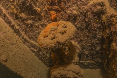 Filipinler Denizi 'ndeki deniz kirliliği metaller ve diğer çöpler