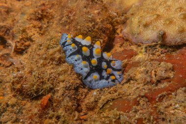 Filipinler Denizi 'nde deniz sümüklüböceği