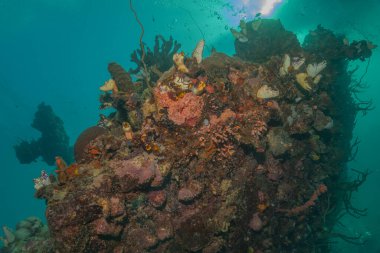 Filipinler Denizi 'ndeki mercan resifi ve su bitkileri