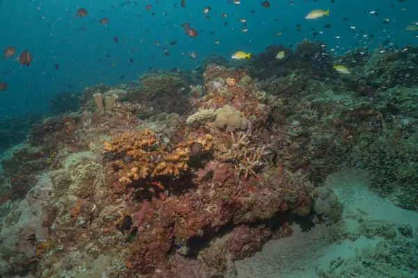 stock image Coral reef and water plants at the Sea of the Philippines