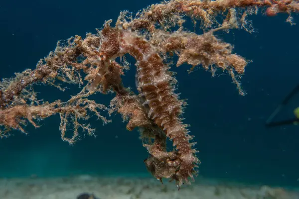 Sea Horse at the Sea of the Philippines