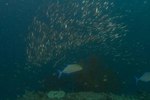Fish swim in the Sea of the Philippines
