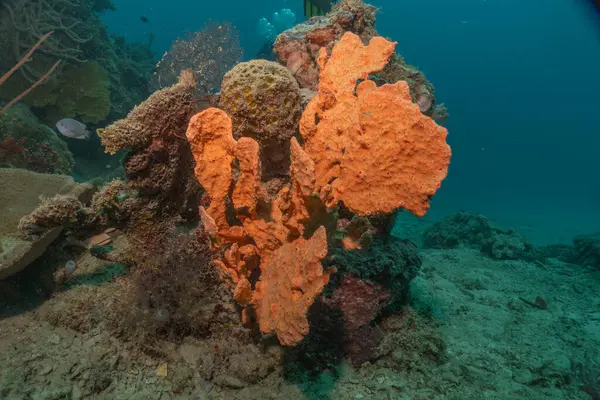 stock image Coral reef and water plants at the Sea of the Philippines