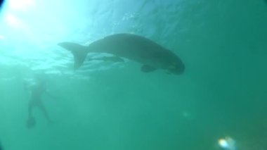 Filipinler Denizi 'nde Denizayısı