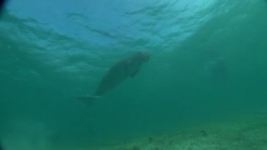 Filipinler Denizi 'nde Denizayısı