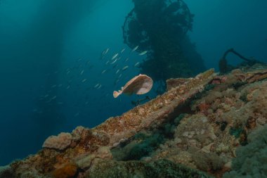 Torpido sinüspersici Kızıl Deniz 'de deniz tabanında, İsrail