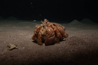 Kızıl Deniz 'deki keşiş yengeci Renkli ve güzel, Eilat Israel