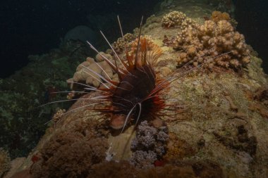 Kızıl Deniz 'deki aslan balığı renkli balık, Eilat Israel
