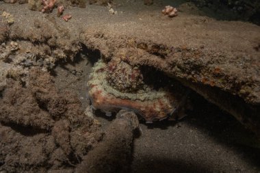 Kızıl Deniz 'deki kamuflajın kralı, Eilat Israel. 