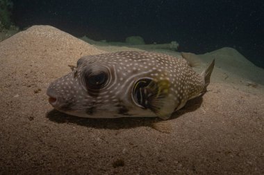 Kızıl Denizde yüzen balıklar, renkli balıklar, Eilat İsrail